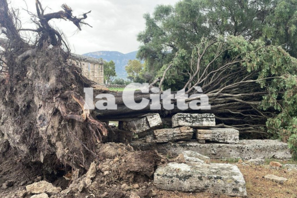 Capaccio Paestum, albero secolare abbattuto da una bomba d’acqua