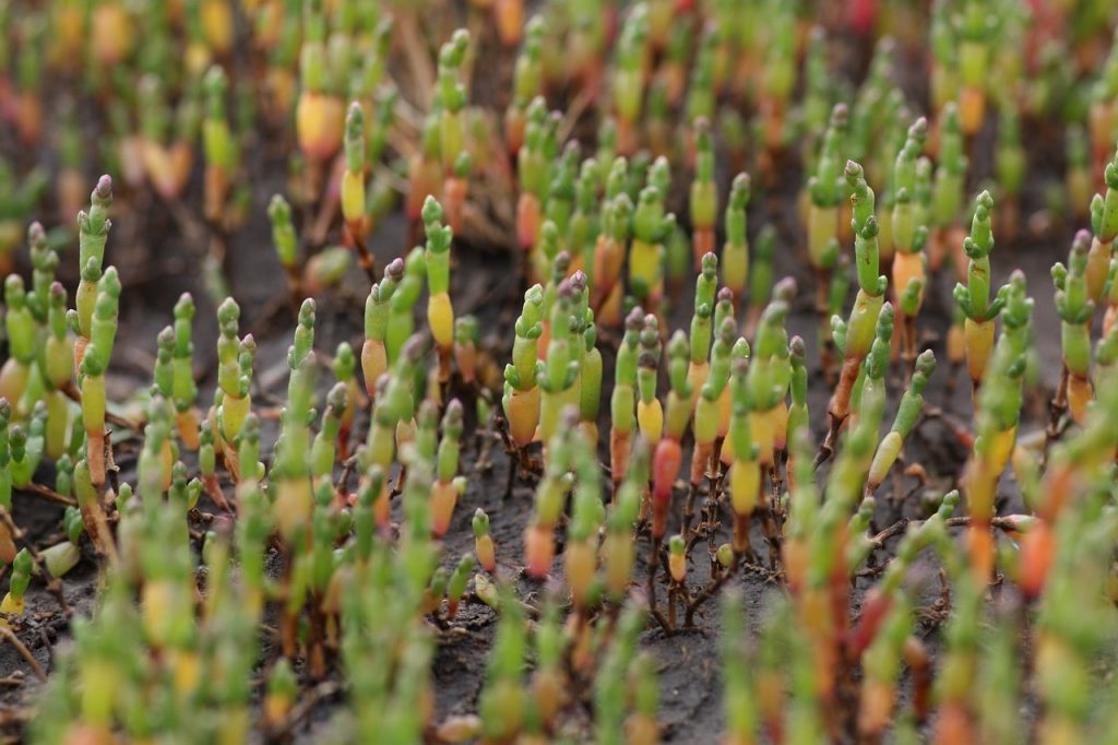 Salicornia: l’asparago di mare che fa bene al fegato