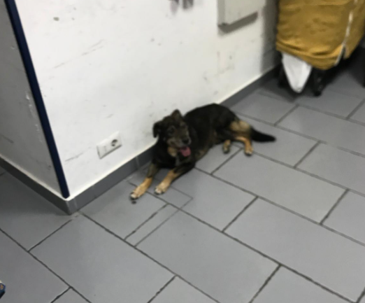 Il “cane dell’ospedale” si lancia dal balcone