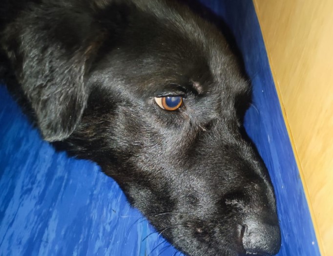 Pontecagnano Faiano, cane investito in autostrada: appello per salvarlo