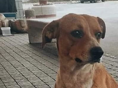 Sala Consilina, olio bollente su cane randagio