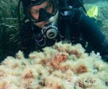 Praterie di Cystoseira, fascino e utilità
