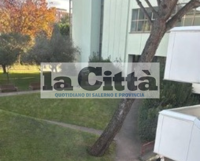 Albero caduto a Unisa, la foto virale: «Il pino traballante da giorni»