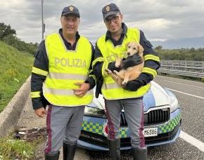 Sicignano degli Alburni, poliziotti salvano cucciolo di cane sull’autostrada