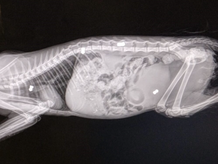 Spari al gatto a Scala: Francesco muore in clinica