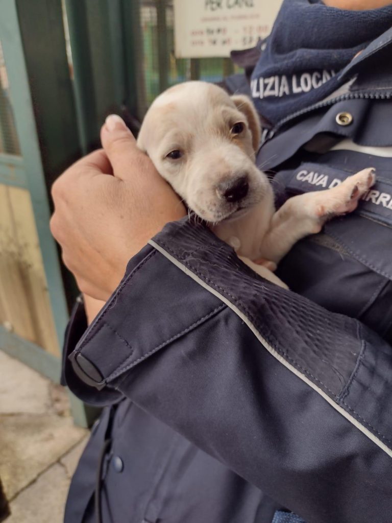 Cava de’ Tirreni, getta due cani in un torrente ma un uomo si tuffa e ne salva uno