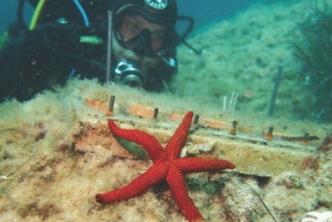 L’alga che riporta vita al Mediterraneo