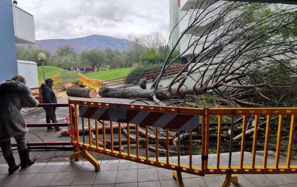 Appalto manutenzione alberi, fuori la ditta nel mirino a Unisa