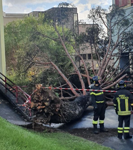 Albero caduto all’Università: pronto il super perito