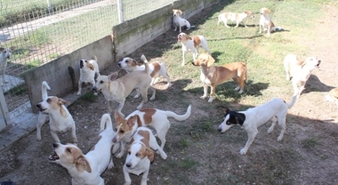Mercato San Severino, ecco il Canile Sanitario: potrà contenere dai 30 ai 40 cani