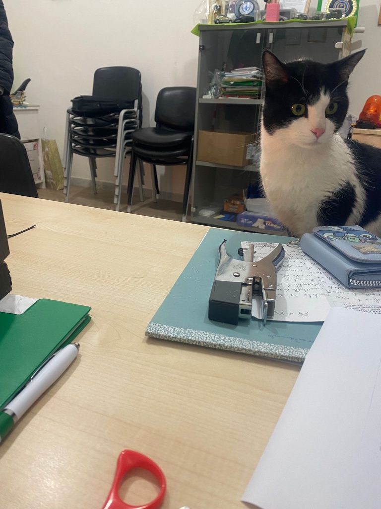 Cava de’ Tirreni: gatto salvato da guardie zoofile e Gdf