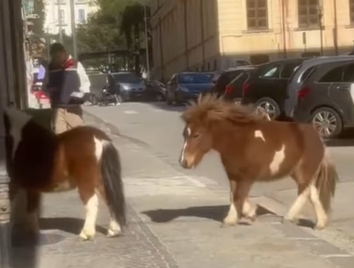 Eboli, pony a spasso per il centro