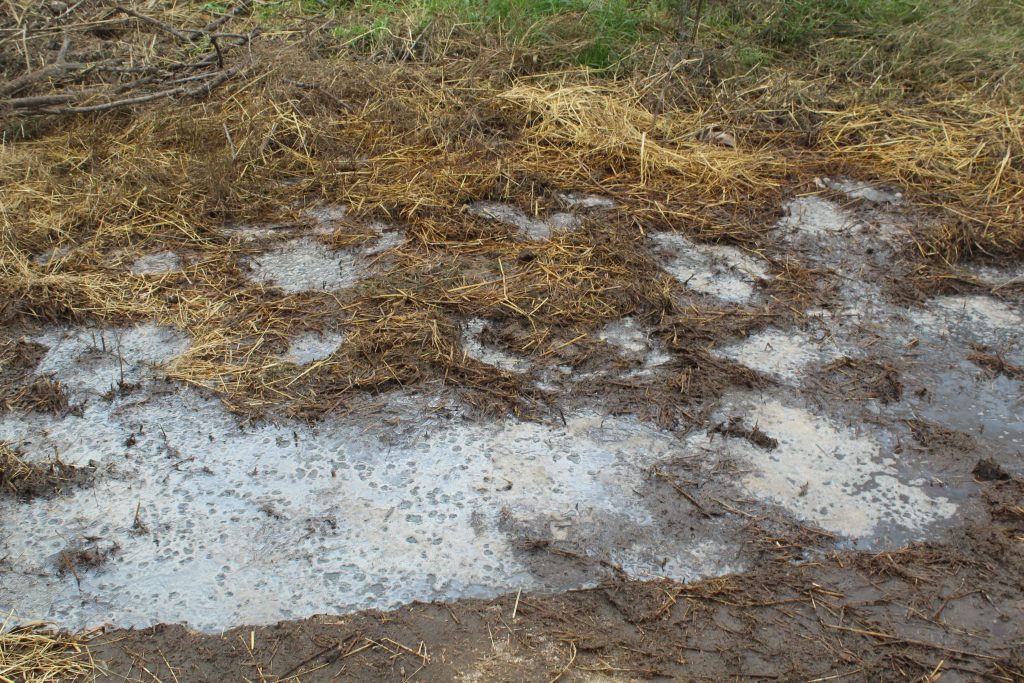 Eboli, sequestrata azienda zootecnica per smaltimento illecito di liquami
