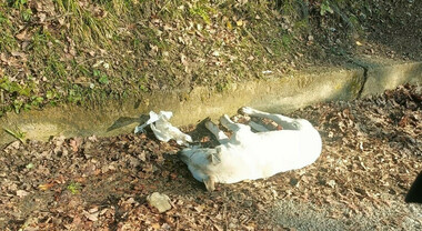 Caselle in Pittari, 5 cani trovati morti