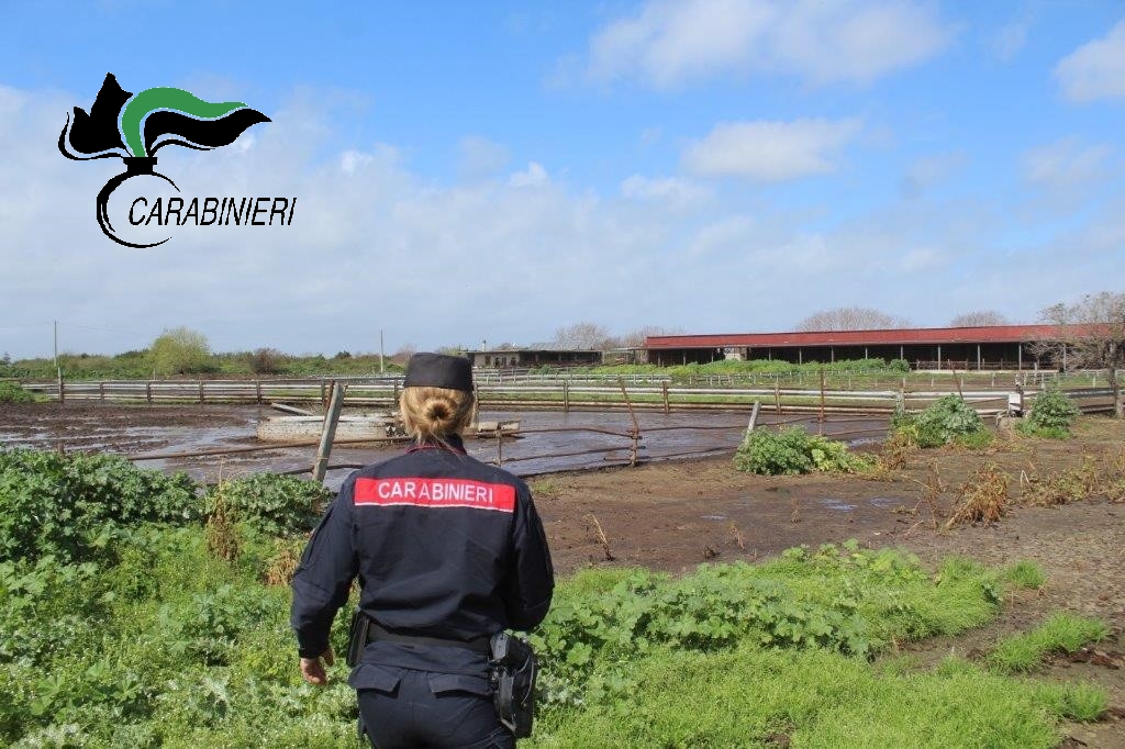 Capaccio Paestum, smaltiva reflui nel fiume: sequestrata azienda bufalina
