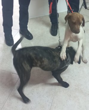 Cani maltrattati a Battipaglia, intervengono vigili e Asl
