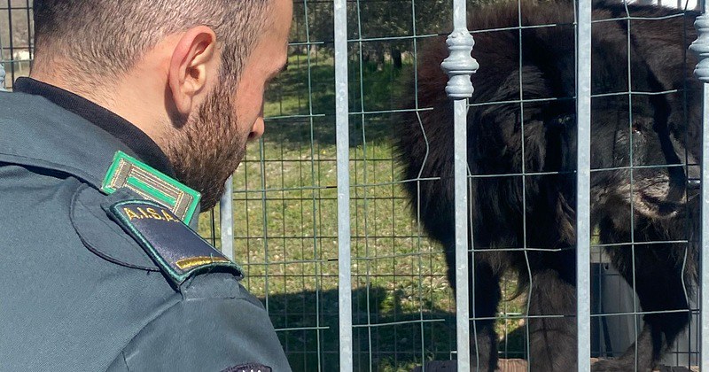 Vallo di Diano, nei guai tre persone per maltrattamento di animali
