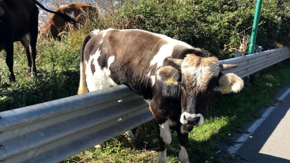 Eboli, mucca in fuga in autostrada