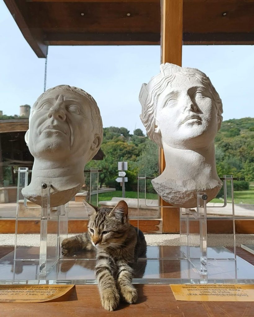 Una colonia felina tra le antiche rovine di Velia