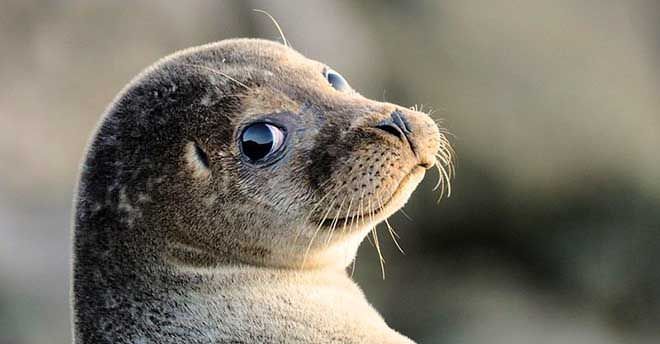 Avvistamento eccezionale a Punta Campanella: torna la foca monaca