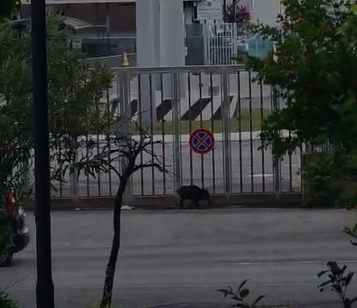 Salerno, cinghiali avvistati in via Ligea