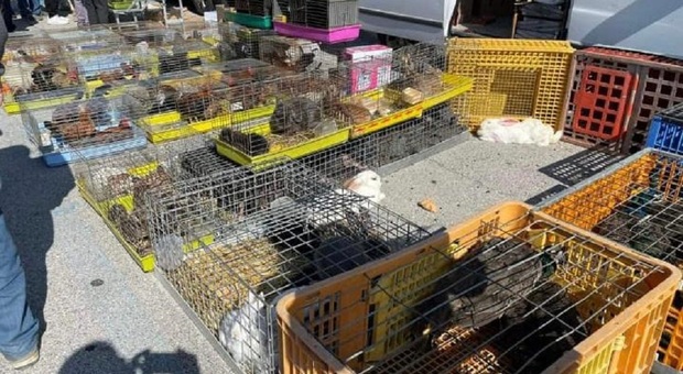Eboli, «Cavalli maltrattati, fiera da chiudere»