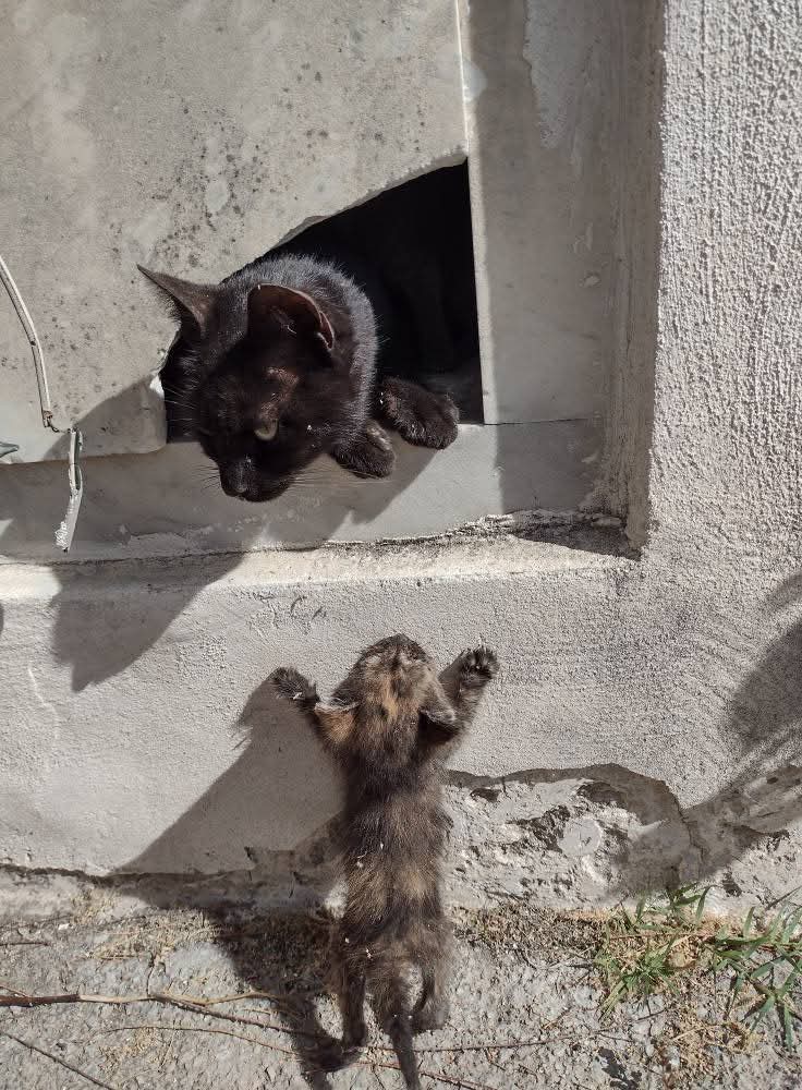 Angri, partorisce i gatti in un loculo al cimitero