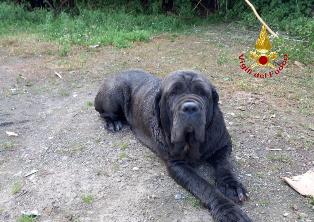 Mastino cade in un pozzo a Giffoni Sei Casali: salvato dai Vigili del Fuoco