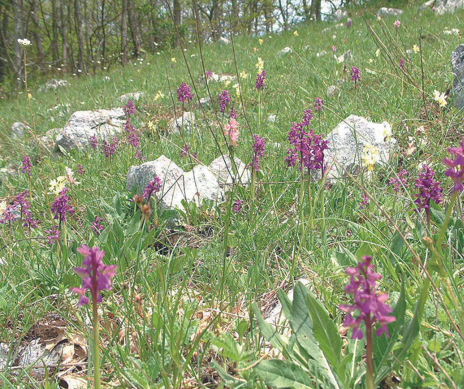 Sassano celebra la 25ª edizione della Festa della Valle delle Orchidee