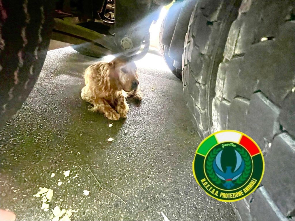 Eboli, cane incastrato sotto un tir