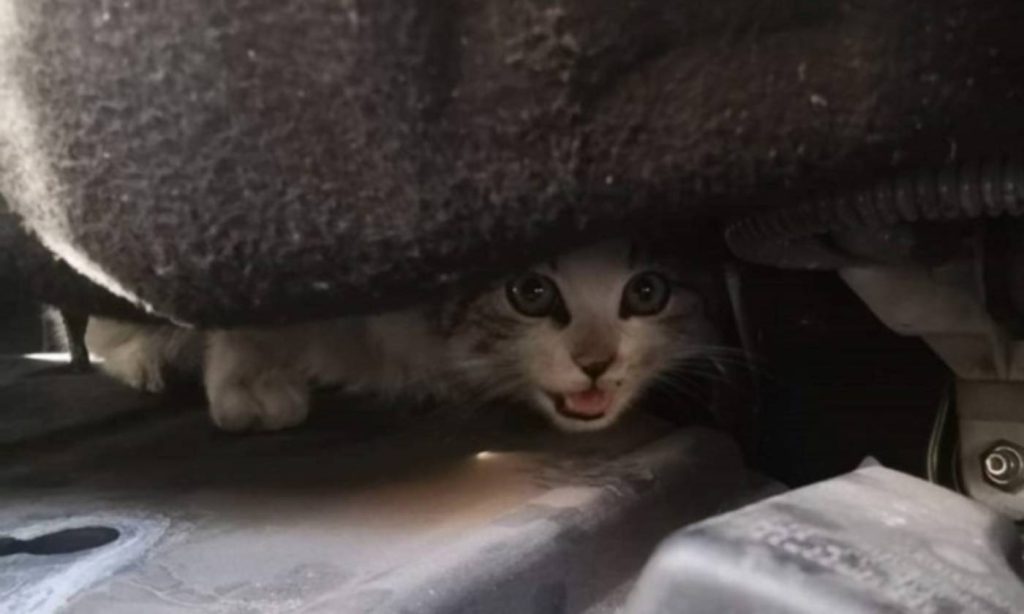 Agropoli, 80 chilometri con un gatto nel motore: lo salva e lo adotta