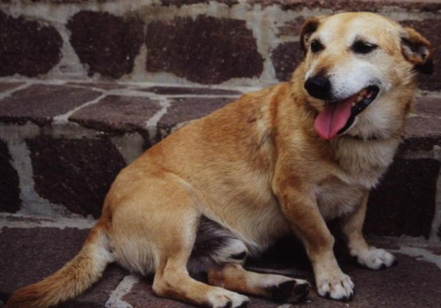 Mercato San Severino, cani colpiti con il martello: scatta l’allarme