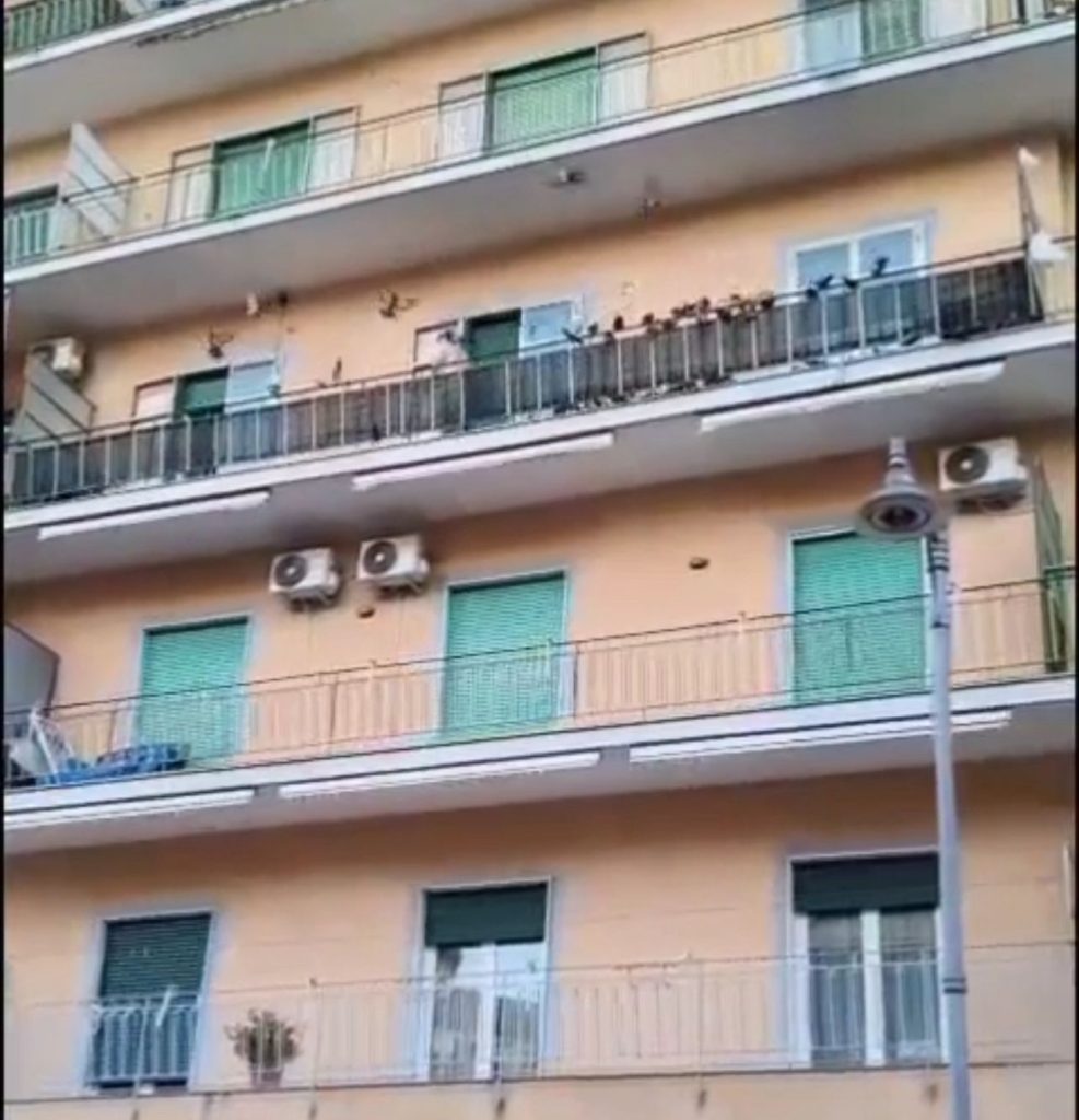 Eboli, colombi e cani nel mirino dei residenti