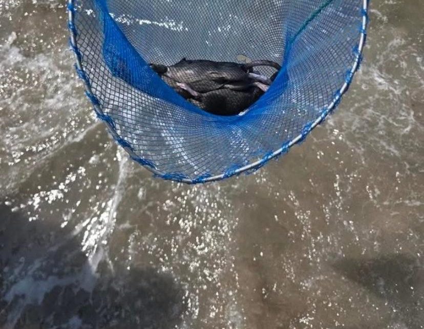 I torrenti scaricano topi morti in mare a Salerno