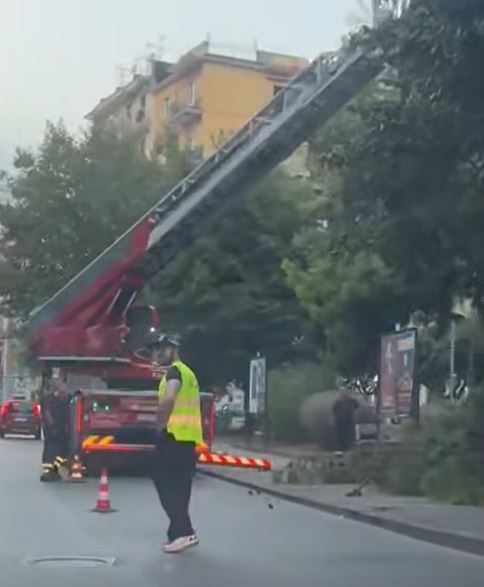 Salerno, gli alberi cedono anche senza vento