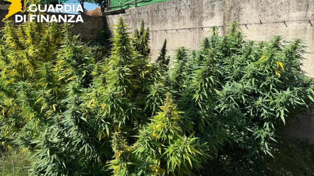 Fisciano, sequestrata piantagione di cannabis: due arresti