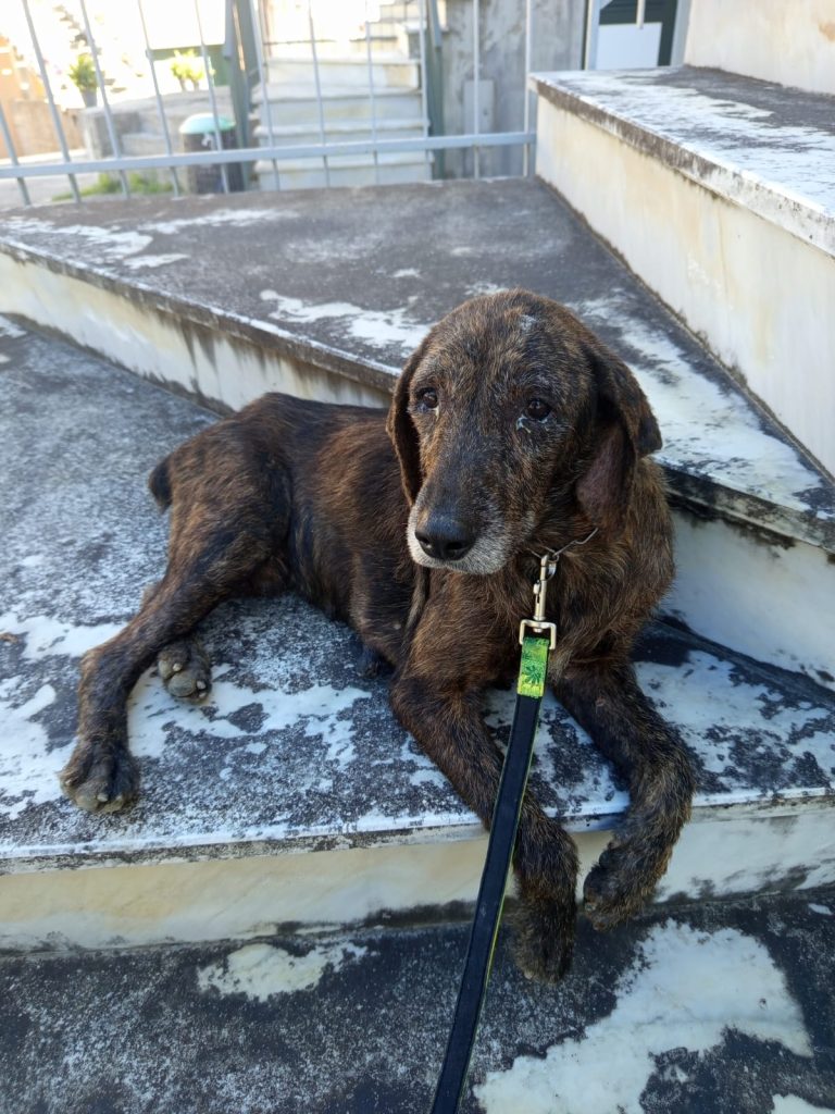 Oliveto Citra: operazione contro l’abbandono degli animali