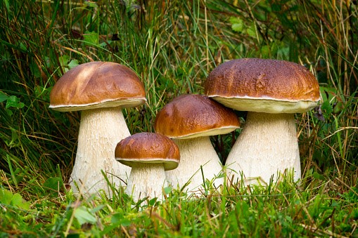 Atena Lucana, trovato un porcino gigante da 1,5 kg