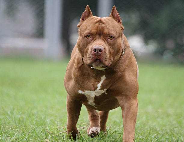 Scafati, bambino morso da un pitbull: operato è fuori pericolo