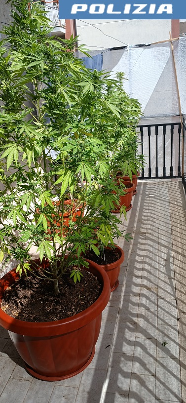 Battipaglia, arrestato 45enne: sequestrate sette piante di marijuana e 500 grammi di droga
