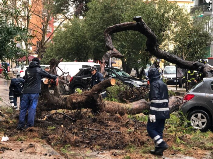 Salerno, allarme per la caduta alberi in città