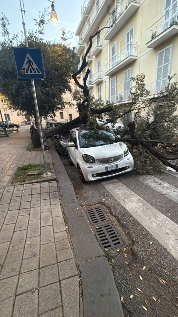 Salerno, albero si abbatte sulle auto in sosta