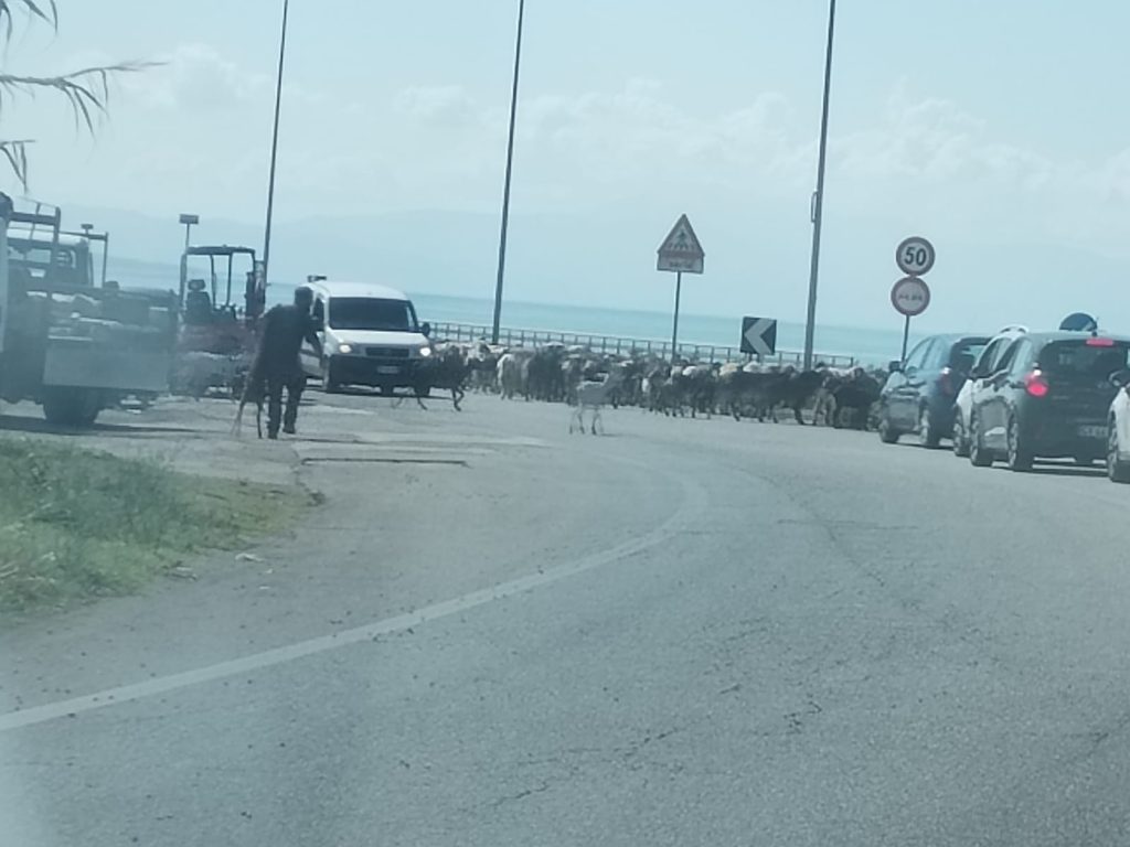 Salerno, traffico bloccato a Magazzeno: un gregge di ovini invade la litoranea