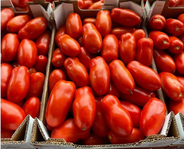Pagani, chiusura campagna raccolta pomodoro