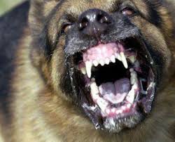 cane feroce