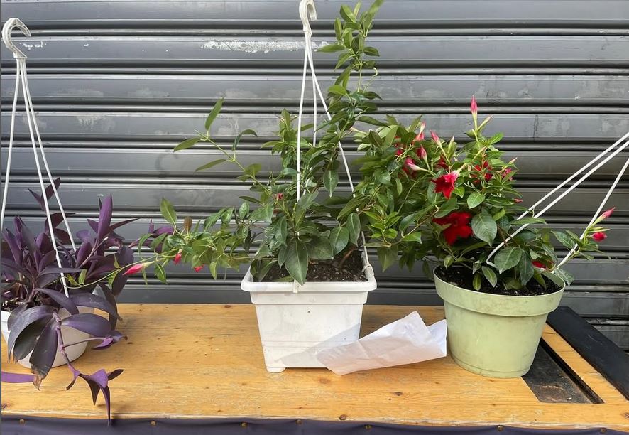Salerno, il ladro di piante si pente: fiori e lettera per scusarsi