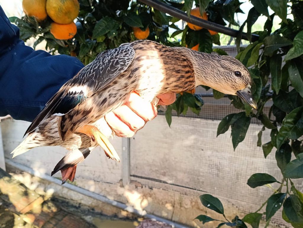 Eboli, illecita detenzione avifauna protetta: denunciato imprenditore