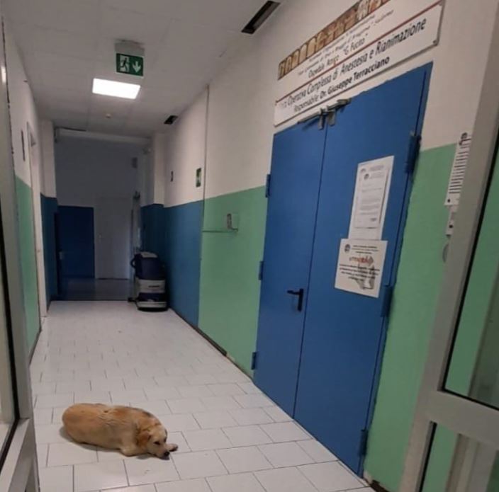 Addio a Coco, il cane mascotte del “Fucito” di Mercato San Severino