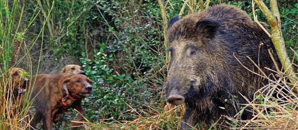 Salerno, tutto pronto per la caccia al cinghiale