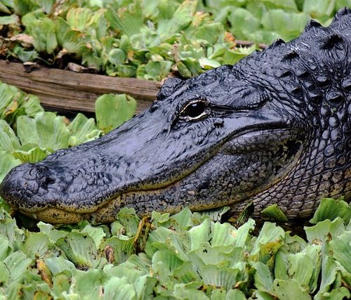 Capaccio Paestum, alligatore avvistato in un canale